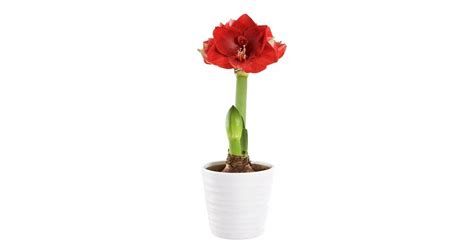 vad är en röd lejon amaryllis